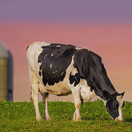 Holstein Dairy Cow by Susan Candelario