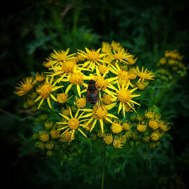 Honey Bee on Ragworth by Mark Callanan