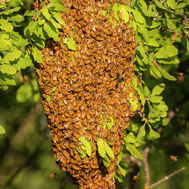 Honeybee Swarm in a Blue Oak - Shasta County CA by Mike Lee