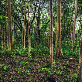 Ho'opi'i Falls Jungle - Kauai, Hawaii by Abbie Matthews