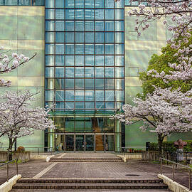 Horikawa High School and Cherry Blossoms by Steven Dos Remedios