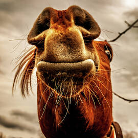 Horse Head Mr. Ed by Louis Dallara