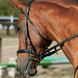 Horse Head Photo Medford NJ by Louis Dallara