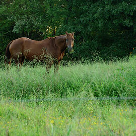 Horse in a NC field 01 by Flees Photos