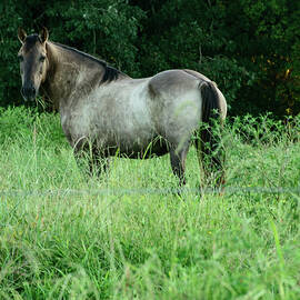 horse in a NC field 02 by Flees Photos