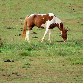 Horse in NC field 03 by Flees Photos