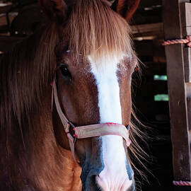 Horse in stable 02 by Flees Photos