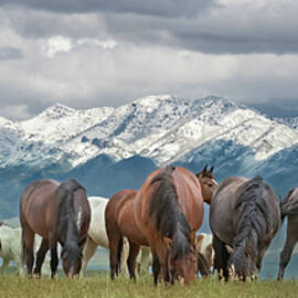 Horses Grazing by Snowy Mountains by Paul Martin