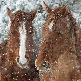 Horses in Snowy Forest Scene by Paul Martin