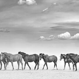 Horses in the High Desert. by Paul Martin