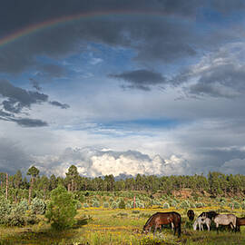 Horses under the Rainbow. by Paul Martin