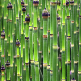 Horsetails by Rebecca Herranen