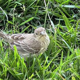 House Finch Grass Show by Catherine Wilson
