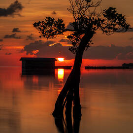 House of the Rising Sun by DEE POTTER