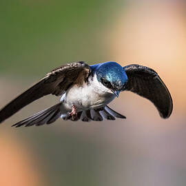 Hover by James Overesch