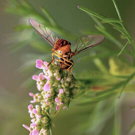 Hoverfly Dines on Cilantro Blossoms by Joe Schofield