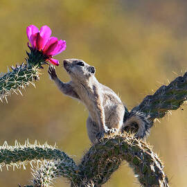 How Do I Love Thee? by Joe Schofield