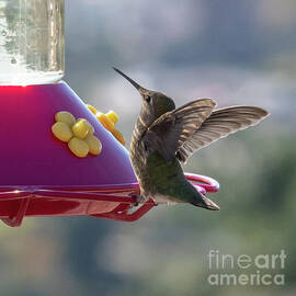 Hummingbird by Abigail Diane Photography