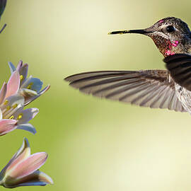 Hummingbird Feeding. by Paul Martin