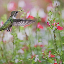 Hummingbird in Blooming Garden by Mary Jo Allen