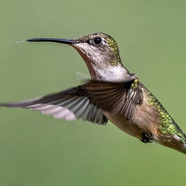 Hummingbird by James Overesch