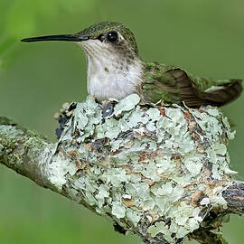 Hummingbird On Nest by Susan Candelario