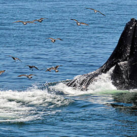 Humpback - California by KJ Swan