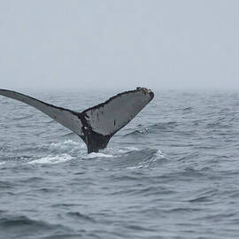 Humpback Whale Fluke with Barnacles by Nancy Gleason