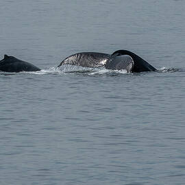 Humpback Whale Mother Teaching Calf to Dive by Nancy Gleason