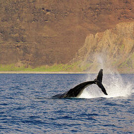 Humpback Whale Sideways Dive by Nancy Gleason