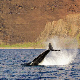 Humpback Whale Tail Splash by Nancy Gleason