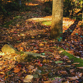 Hunsickers Grove Autumn Path by Jason Fink