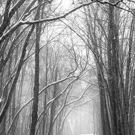 Hushed Winter Path by Kevin Schwalbe