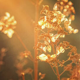 Hydrangea In Golden Light.  by Jeff Sinon