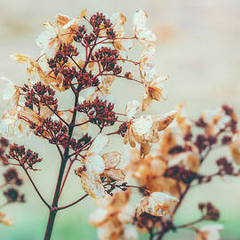 Hydrangea  by Jeff Sinon