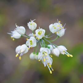 I Dream of Wild Onions by Alden White Ballard