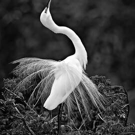 I Feel Pretty BW by Susan Candelario