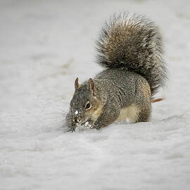 I Know It's Here Somewhere by Mike Lee