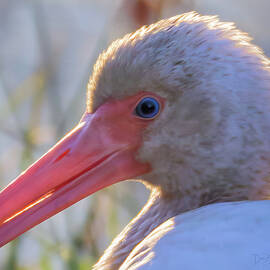 Ibis Smile #1182 by Dan Beauvais