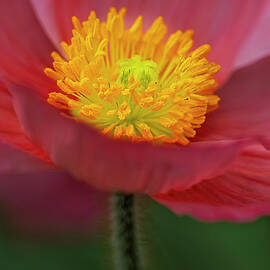 Iceland Poppy by Susan Candelario