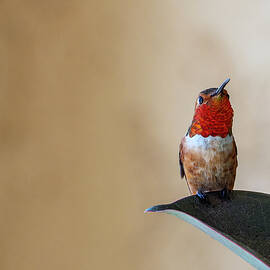 Don't Know What That Is But I'm Gonna Eat It by Joe Schofield