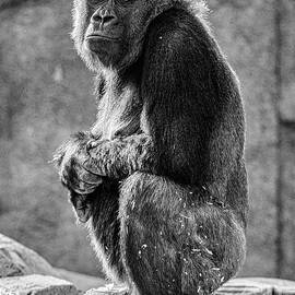 The  big thinker by Abigail Diane Photography