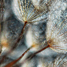 Imagine Seedlings by Ursula Abresch