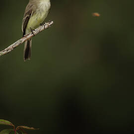 IMG1335_CropVing_v1 by RD Allen