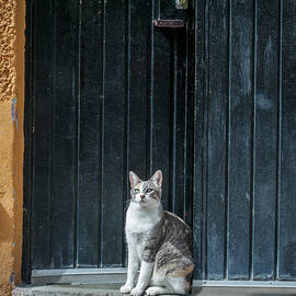 In or Out - A Feline Dilemma by Mary Lee Dereske