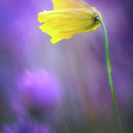 In Rain by Ursula Abresch