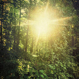 In the Golden Hour  by Onedayoneimage Photography