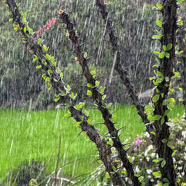 In the Ocotillo Rain by Joe Schofield