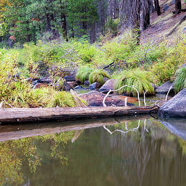Indian Creek Autumn Serenity - Plumas County California by Mike Lee