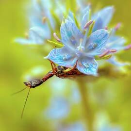 Insect on Blue Flower by Bruce Block